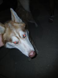 Found/Stray Male Dog last seen Sam Houston, Victoria, TX 77901