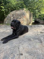 Lost Male Dog last seen Talley bridge rd and highway 11, Cleveland, SC 29635