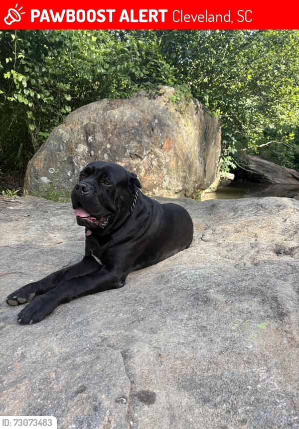 Lost Male Dog last seen Talley bridge rd and highway 11, Cleveland, SC 29635