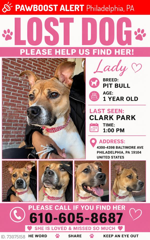 Lost Female Dog last seen Clark park, Philadelphia, PA 19104