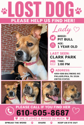 Lost Female Dog last seen Clark park, Philadelphia, PA 19104