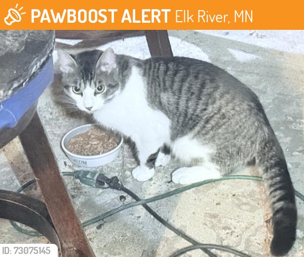Found/Stray Male Cat last seen Lowell St NW, Elk River, MN 55330