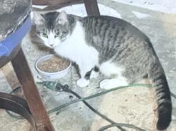 Found/Stray Male Cat last seen Lowell St NW, Elk River, MN 55330