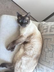 Lost Male Cat last seen Southgate mobile homes, Sacramento, CA 95823