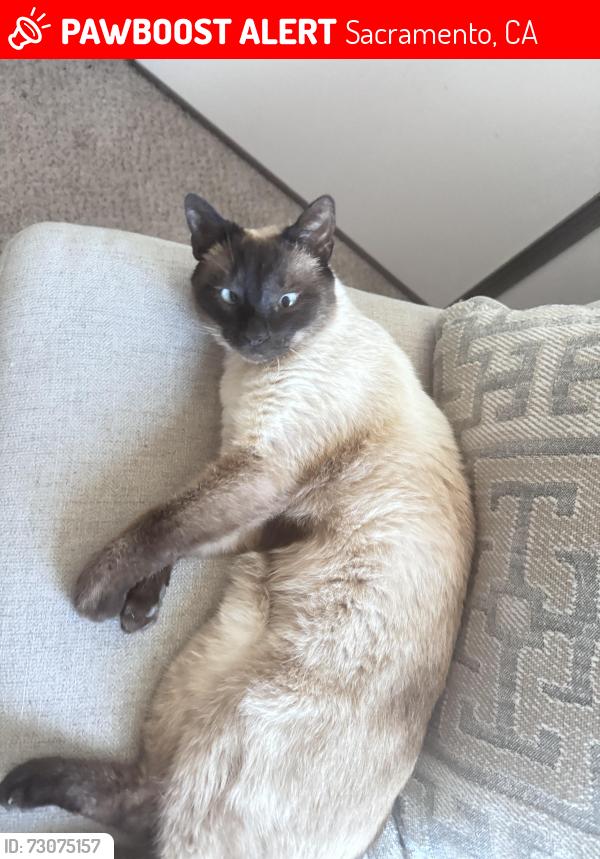 Lost Male Cat last seen Southgate mobile homes, Sacramento, CA 95823