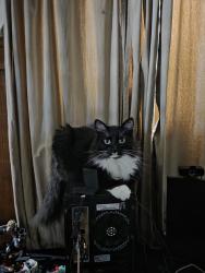 Reunited Male Cat last seen Mayhews Landing, Newark, CA 94560
