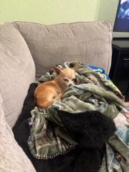 Found/Stray Female Dog last seen At the hosp, Walnut Creek, CA 94598