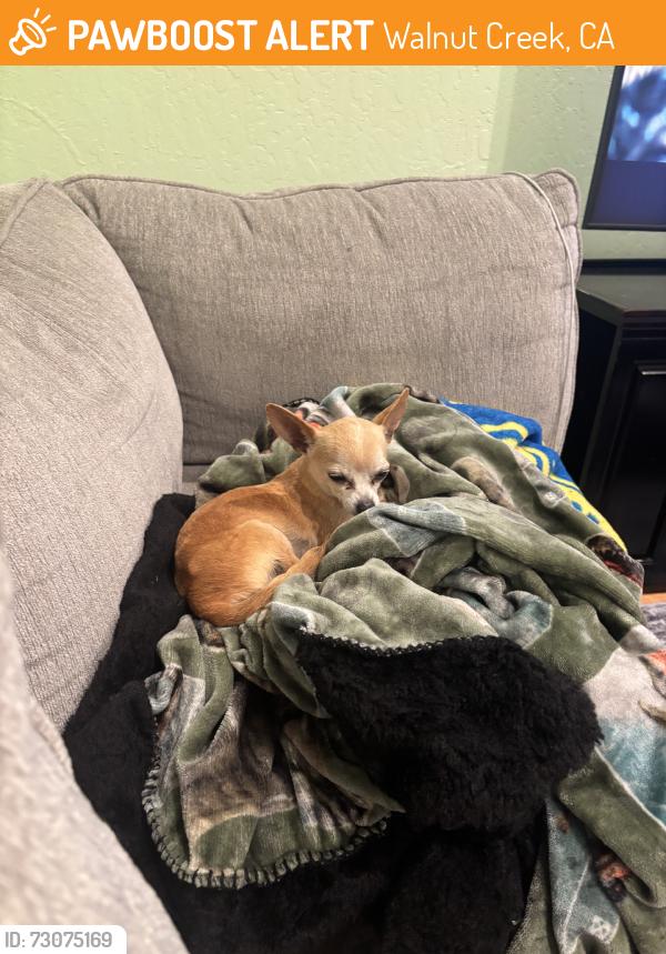 Found/Stray Female Dog last seen At the hosp, Walnut Creek, CA 94598