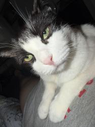 Reunited Female Cat last seen 240-63 68th Ave 1 fl Little neck ny 11362, Queens, NY 11362