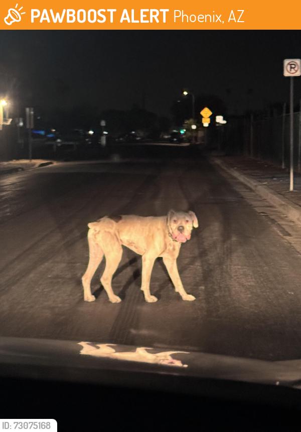 Found/Stray Unknown Dog last seen 37th Ave and grand right on the turn ,, Phoenix, AZ 85017