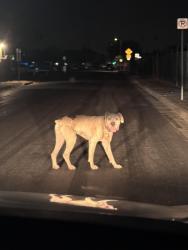 Found/Stray Unknown Dog last seen 37th Ave and grand right on the turn ,, Phoenix, AZ 85017