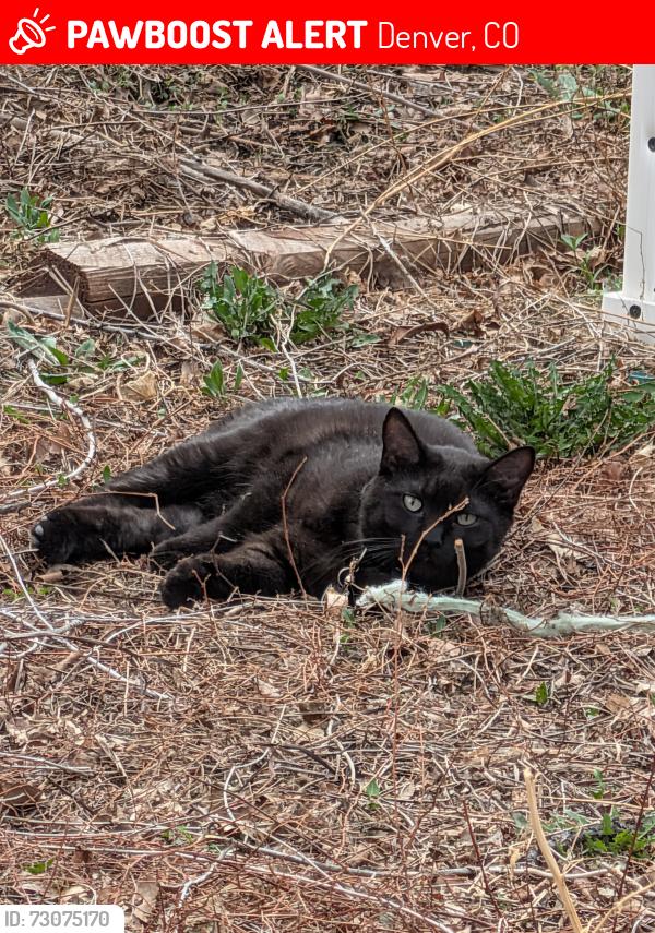Lost Male Cat last seen Tennyson and West Saint Clair Place, Denver, CO 80212