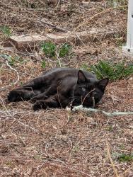 Lost Male Cat last seen Tennyson and West Saint Clair Place, Denver, CO 80212