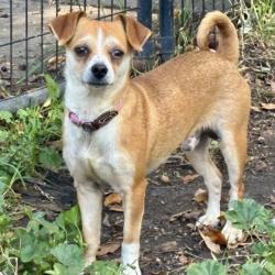 Shelter Stray Male Dog last seen Near 21st Ave, Oakland, CA, 1101 29th Ave, Oakland, CA 94601, USA