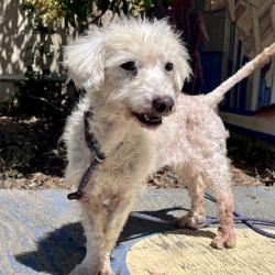 Shelter Stray Female Dog last seen Near 21st Ave, Oakland, CA, 1101 29th Ave, Oakland, CA 94601, USA