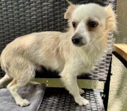 Shelter Stray Male Dog last seen Near 21st Ave, Oakland, CA, 1101 29th Ave, Oakland, CA 94601, USA