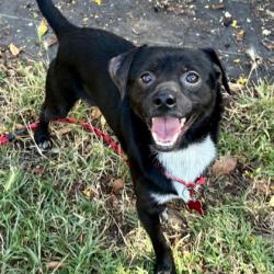 Shelter Stray Male Dog last seen Near 21st Ave, Oakland, CA, 1101 29th Ave, Oakland, CA 94601, USA