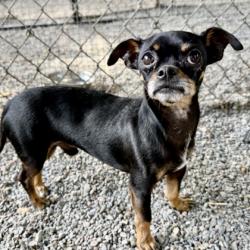 Shelter Stray Male Dog last seen 880th ave close to 10th st exit, Oakland, CA, 1101 29th Ave, Oakland, CA 94601, USA