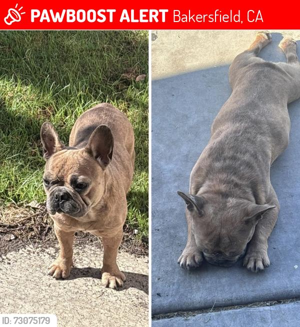 Lost Male Dog last seen Near Hadar Rd Bakersfield, CA 93307 United States, Bakersfield, CA 93307