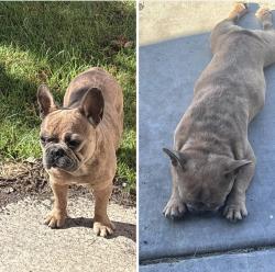 Lost Male Dog last seen Near Hadar Rd Bakersfield, CA 93307 United States, Bakersfield, CA 93307