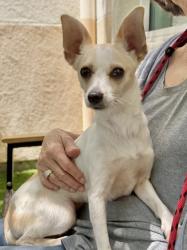 Shelter Stray Female Dog last seen , , CA, 1101 29th Ave, Oakland, CA 94601, USA
