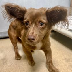 Shelter Stray Male Dog last seen Near 87th Ave, Oakland, CA, 1101 29th Ave, Oakland, CA 94601, USA