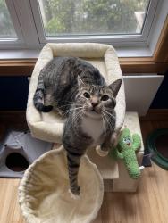 Lost Male Cat last seen Rue richard, Montréal, QC H4H 2A5