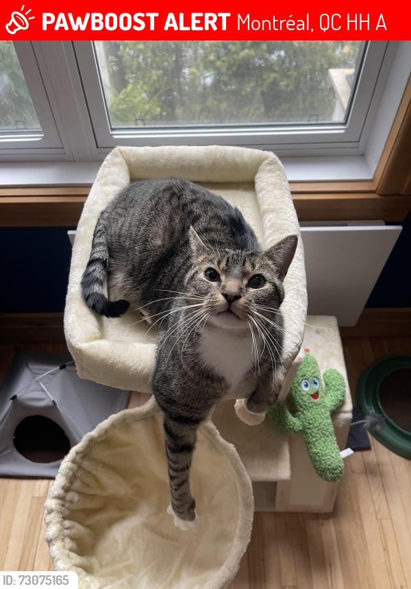 Lost Male Cat last seen Rue richard, Montréal, QC H4H 2A5