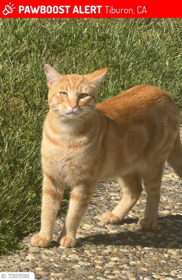 Lost Male Cat last seen stewart drive/virginia drive, Tiburon, CA 94920