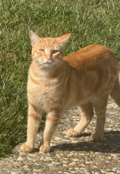 Lost Male Cat last seen stewart drive/virginia drive, Tiburon, CA 94920