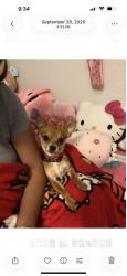 Lost Male Dog last seen Near dollar tree, Fresno, CA 93703