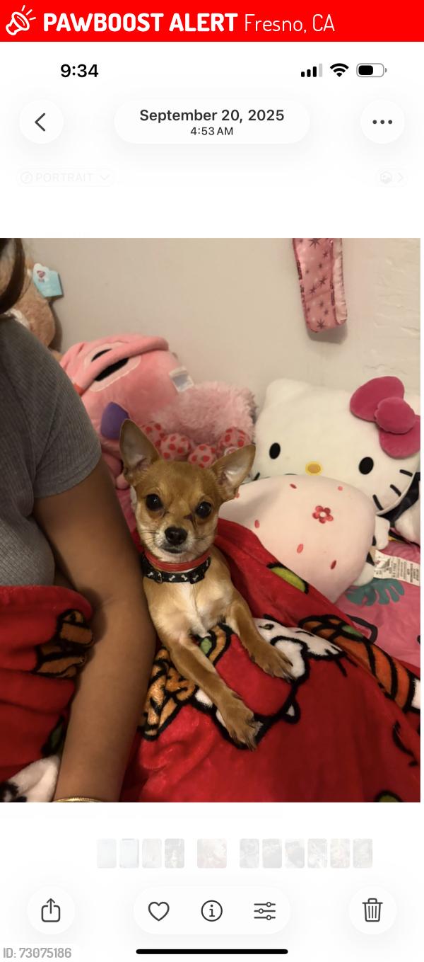Lost Male Dog last seen Near dollar tree, Fresno, CA 93703