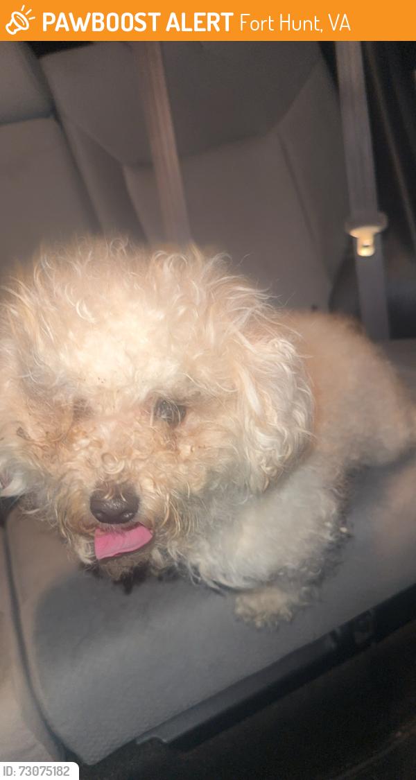 Found/Stray Female Dog last seen gw parkway and fort hunt, Fort Hunt, VA 22308