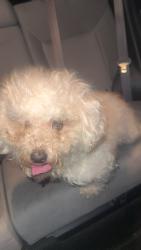 Found/Stray Female Dog last seen gw parkway and fort hunt, Fort Hunt, VA 22308