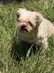 Lost Male Dog last seen Winbourne, Choctaw, Baton Rouge, LA 70805