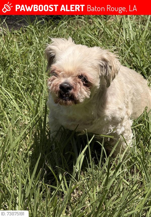 Lost Male Dog last seen Winbourne, Choctaw, Baton Rouge, LA 70805