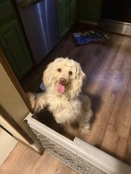 Reunited Unknown Dog last seen The Big Park in Country Club, Maybrook, NY 12543
