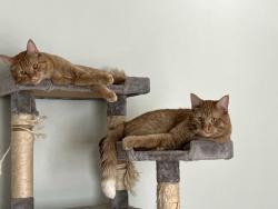 Reunited Male Cat last seen Main, Winnipeg, MB 