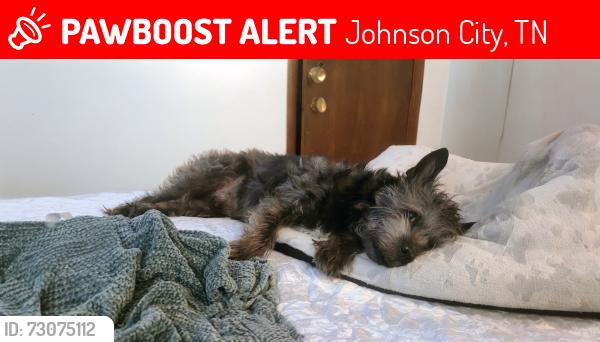 Lost Male Dog last seen Rockhouse Road Near Okolona Exit, Johnson City, TN 37601