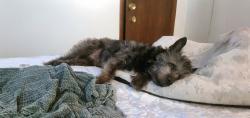 Lost Male Dog last seen Rockhouse Road Near Okolona Exit, Johnson City, TN 37601