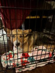 Reunited Male Dog last seen Tacos Mi Reynita on Paseo Grande , San Lorenzo, CA 94580
