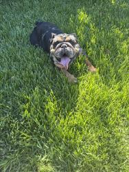 Found/Stray Female Dog last seen Sanguinetti Ln, Stockton, CA 95205
