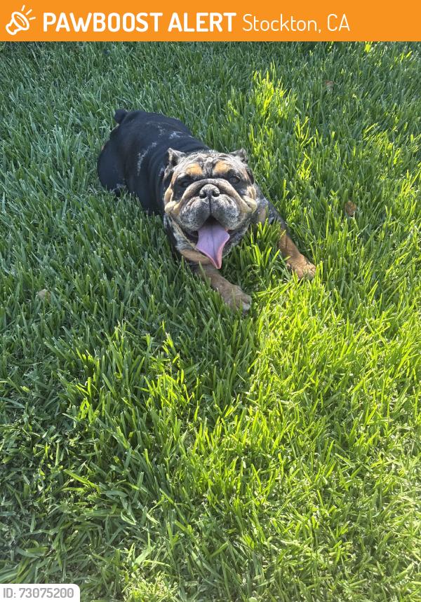 Found/Stray Female Dog last seen Sanguinetti Ln, Stockton, CA 95205
