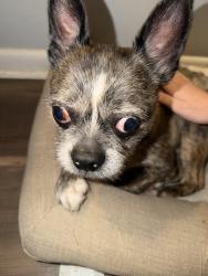 Reunited Male Dog last seen Greenwood Drive, Panama City, FL 32407