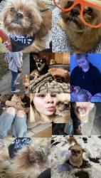 Lost Male Dog last seen Lafollette Tn, LaFollette, TN 37766
