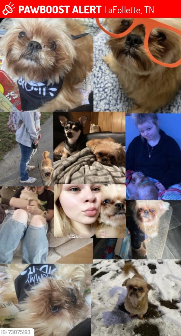 Lost Male Dog last seen Lafollette Tn, LaFollette, TN 37766
