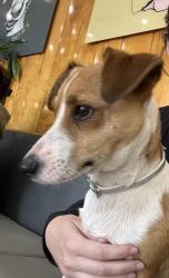 Found/Stray Male Dog last seen MLK Park, Long Beach, CA 90806