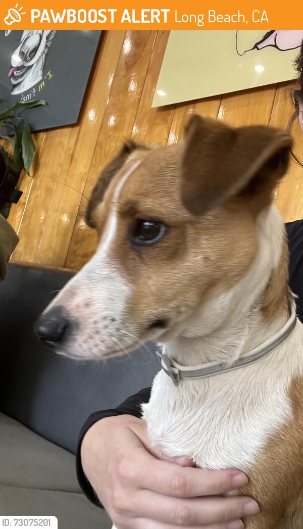 Found/Stray Male Dog last seen MLK Park, Long Beach, CA 90806