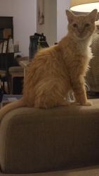 Shelter Stray Male Cat last seen Clove Street, San Diego, CA, 5500 Gaines St, San Diego, CA 92110, USA
