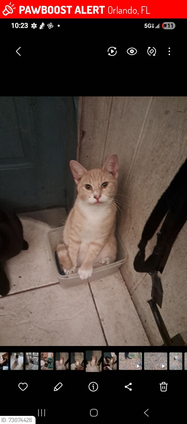 Lost Male Cat last seen Hiawasee, Orlando, FL 32818